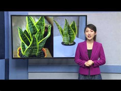 虎邊植物|你家有虎吗？来看看30种名字带有“虎”字的植物。